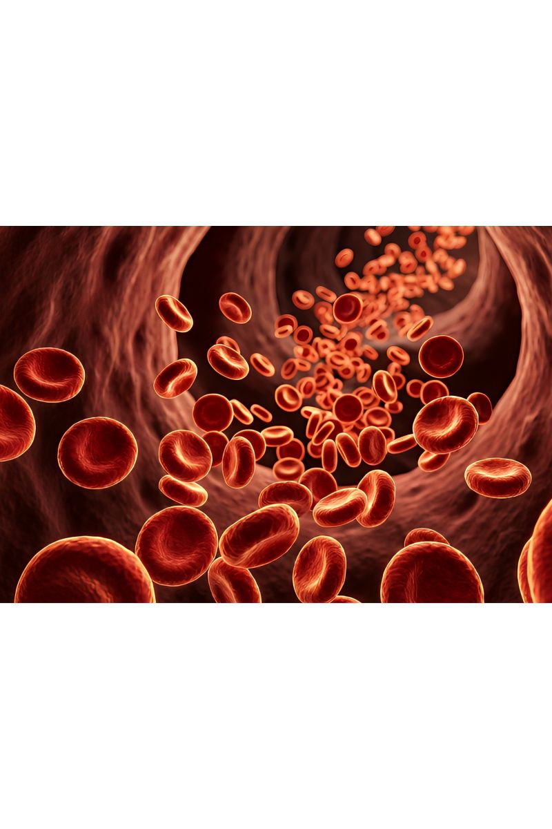 Polycythemia: diagnosis and Management in Primary care.